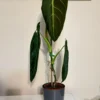 PPML002