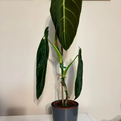 PPML002