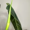 PPML002