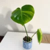 MGOG004 photo