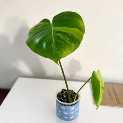 MGOG004 photo