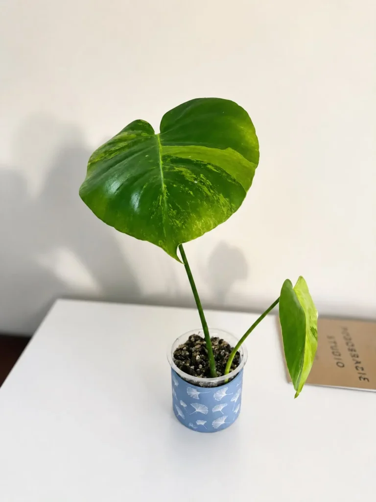 MGOG004 photo