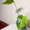 MGOG004 photo