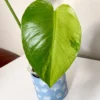 MGOG004 photo