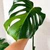 MGOG002 photo