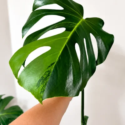 MGOG002 photo