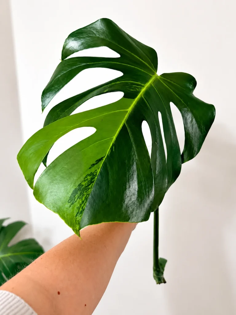 MGOG002 photo