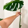 MGOG002 photo