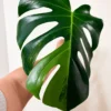 MGOG002 photo
