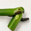 MGOG002 photo