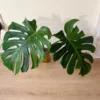 MGOG003 photo
