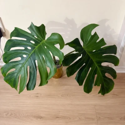 MGOG003 photo