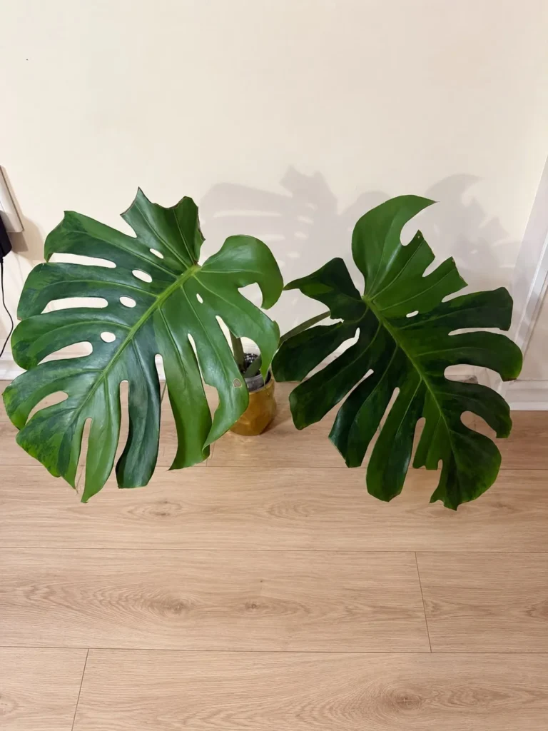 MGOG003 photo