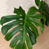MGOG003 photo
