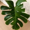 MGOG003 photo