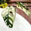 MAAV001 photo