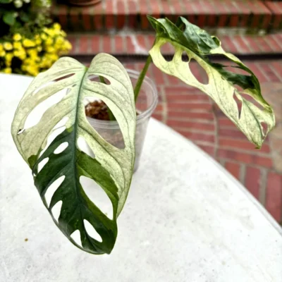 MAAV001 photo