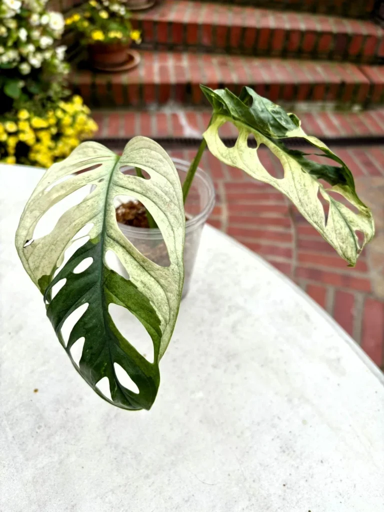 MAAV001 photo