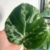 MBUL003 photo