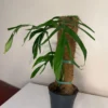 MCRI003
