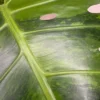 MGOG003