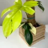 PFLB001