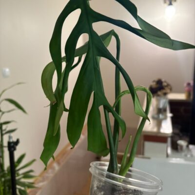 Monstera Croatii