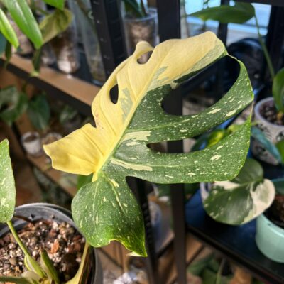 Monstera Deliciosa 'Thai Creme Brulee'