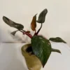 PPPP002