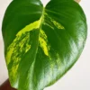 MMAR004 photo