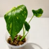 MELE001 photo