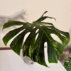 MMOC001 photo