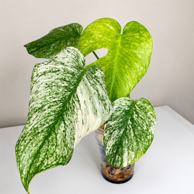 Monstera Deliciosa 'Mint' Variegata