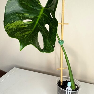 Monstera "NOID Mutation" - wykręcony liść