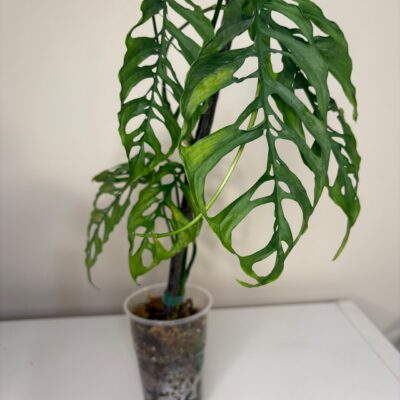 Monstera Obliqua Peru