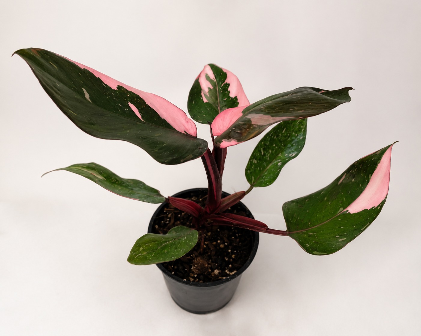 Philodendron Pink Princess - różowa wariegacja i bordowe ogonki, kolekcjonerski okaz Monsterarium