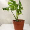 MVAR001 photo