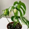 MVAR001 photo
