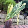 PBIL002 photo