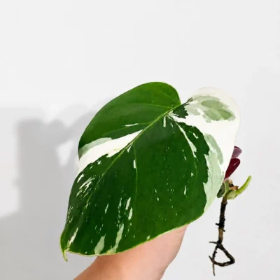 MJMI002 photo