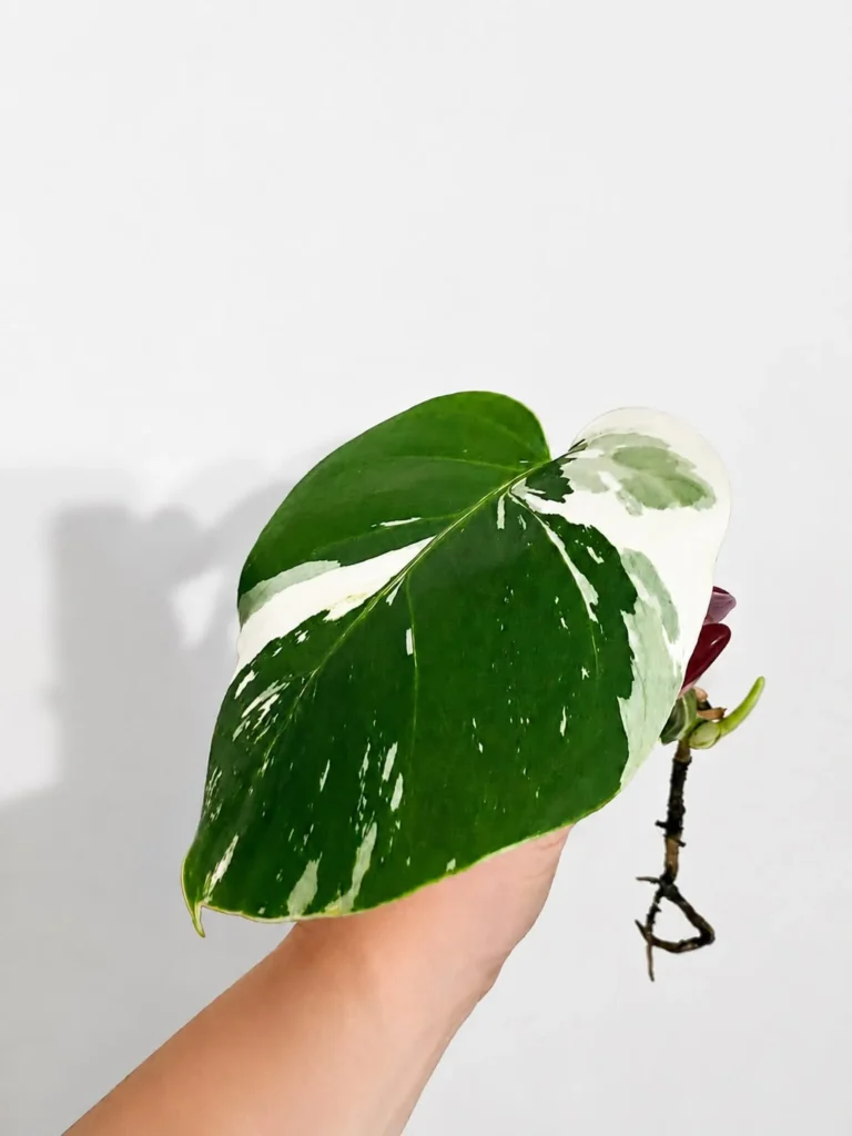MJMI002 photo