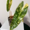 PBIL002 photo