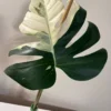 MJMI004