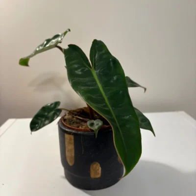 PBIL001