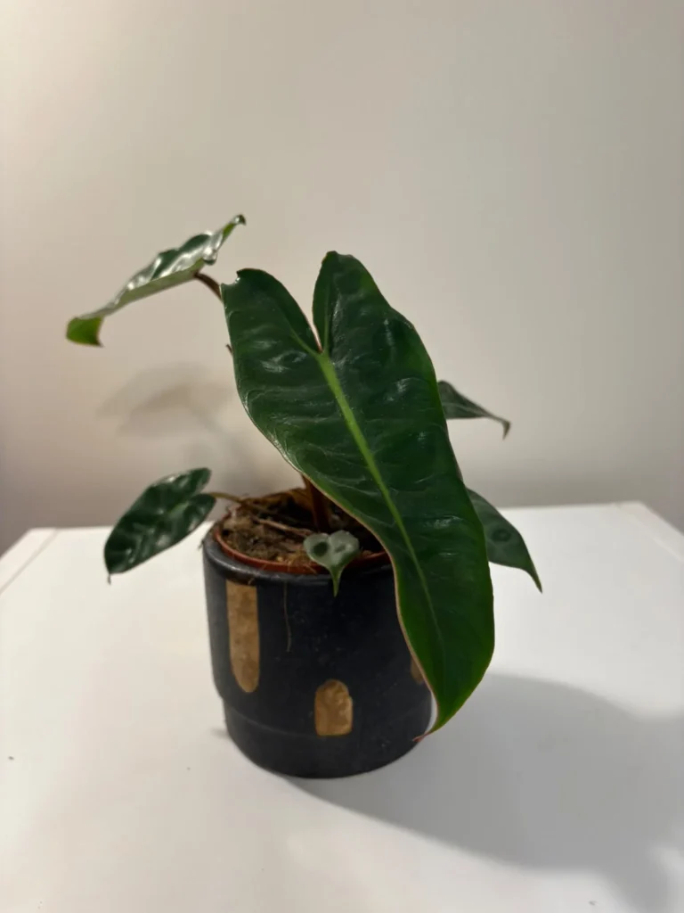 PBIL001