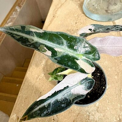 Alocasia 'Bambino Pink' variegata